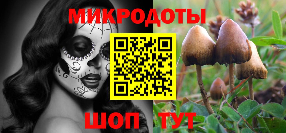 Галлюциногенные грибы Psilocybe Холмск