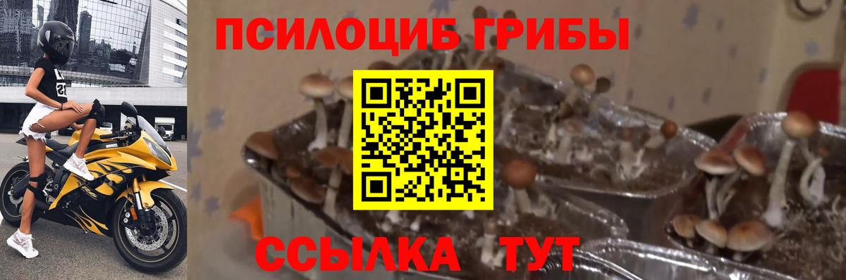Псилоцибиновые грибы GOLDEN TEACHER  купить закладку  Псилоцибиновые грибы Cubensis  Холмск  Вход с VPN 